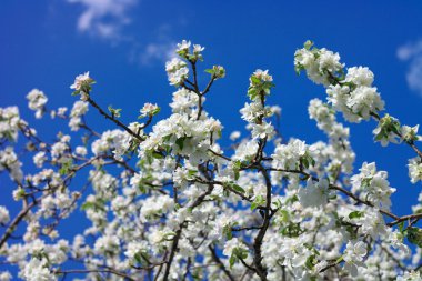 Baharda Elma Çiçeği