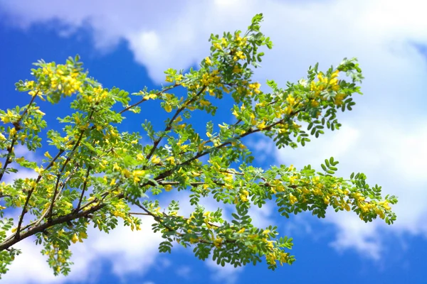 Acácia amarela na primavera — Fotografia de Stock