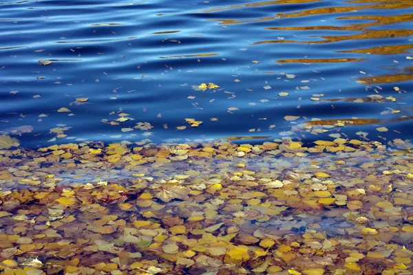 Folhas de bétula amarelas na água — Fotografia de Stock