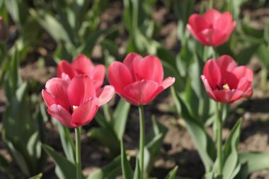 Baharda Kırmızı Lale