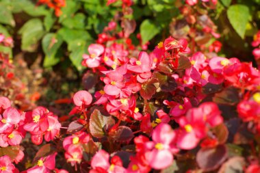 Kırmızı çiçekler