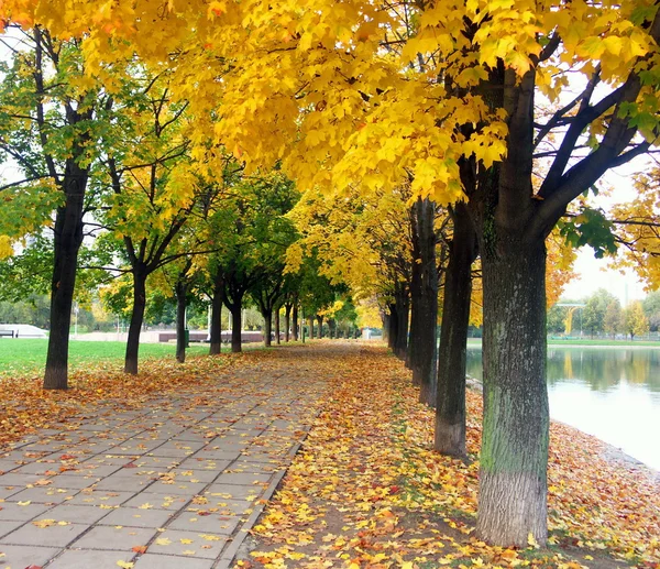 Maple alley — Stock Photo, Image