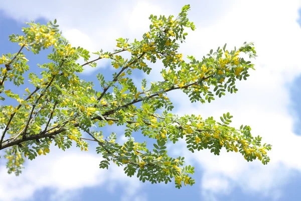 Acácia amarela na primavera — Fotografia de Stock