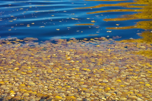 Yellow Birch Leafs on Water — Stock Photo, Image