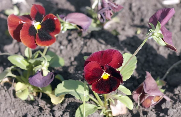 Red Viola at Spring — Stock Photo, Image