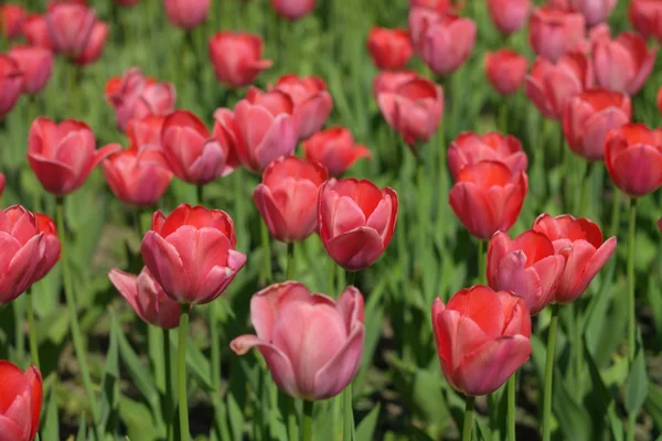 Red Tulip at Spring — Stock Photo, Image