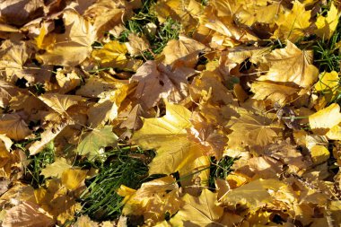 Sonbaharda sarı akçaağaç halısı