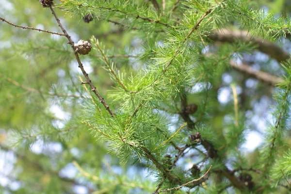 Fir tree — Stock Photo, Image