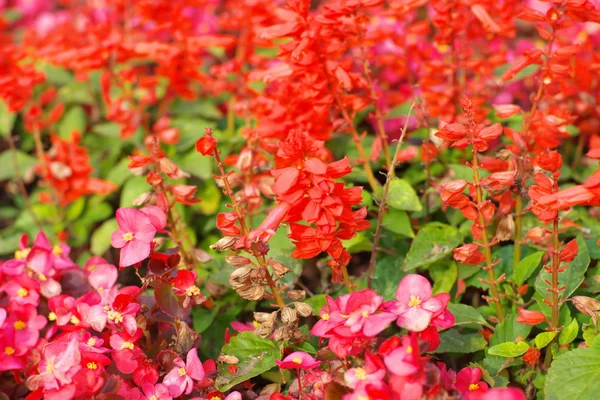 Red little flowers — Stock Photo, Image