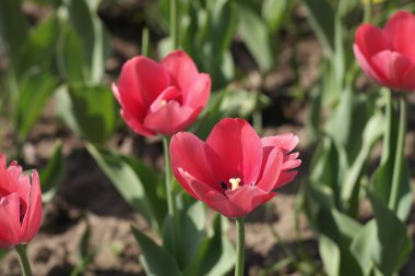 Baharda Kırmızı Lale