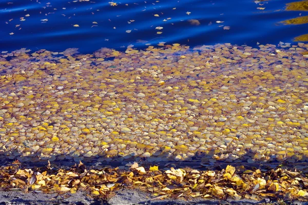Жовтий береза Ліфс на воді — стокове фото