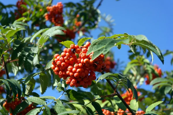 Ashberry v suchý slunečný den — Stock fotografie