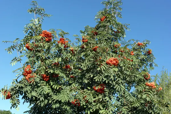 Ashberry a giorno soleggiato secco — Foto Stock