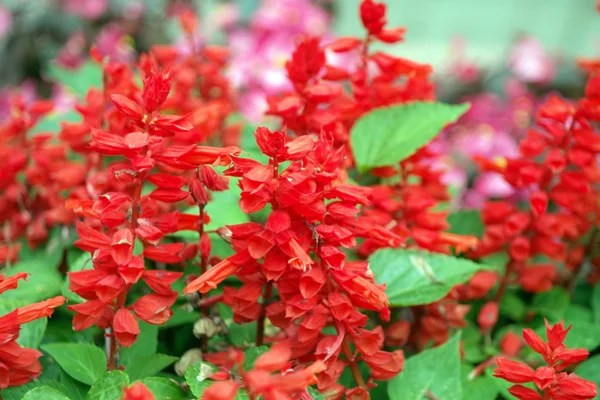 Red little flowers — Stock Photo, Image