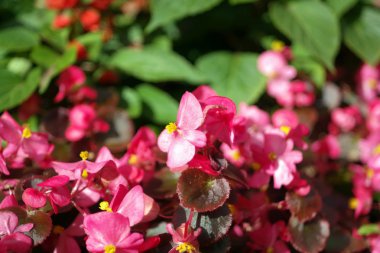 Kırmızı çiçekler