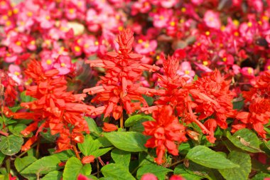 Kırmızı çiçekler