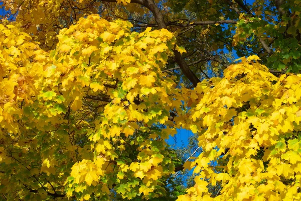 Yellow maple leafs on tree — Stock Photo, Image