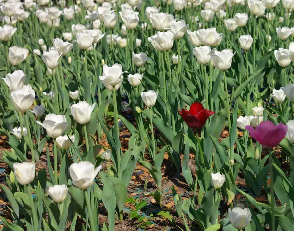 Biały tulipan wiosną — Zdjęcie stockowe