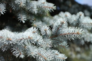 Gündüz köknar ağacı