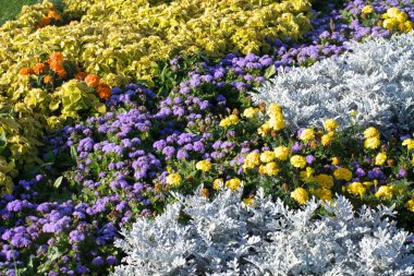 Gündüz köknar ağacı