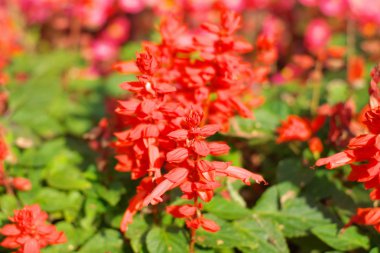 Gündüz köknar ağacı