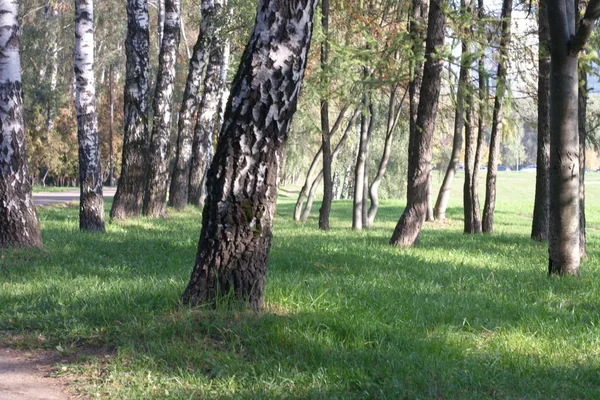 Березова алея вдень — стокове фото