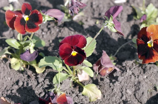 Red Viola at Spring — Stock Photo, Image