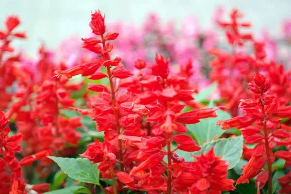 Red little flowers at day — Stock Photo, Image