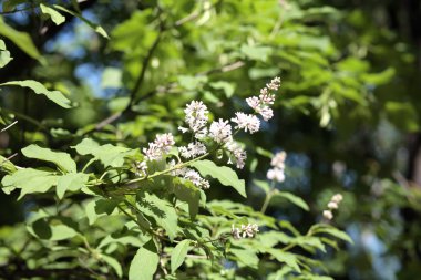 Bahar gününde leylak rengi