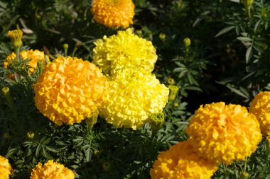 Bir gün sarı çiçek