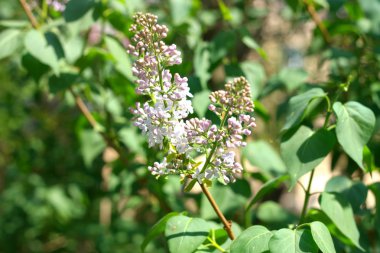 Bahar gününde leylak rengi