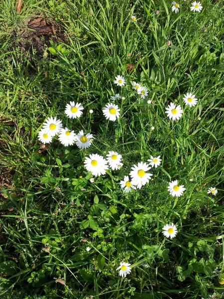 Camomille par temps sec et ensoleillé — Photo