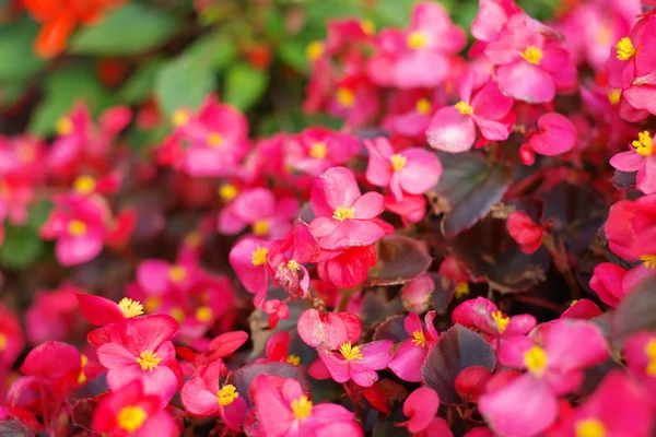 Red little flowers at day — Stock Photo, Image