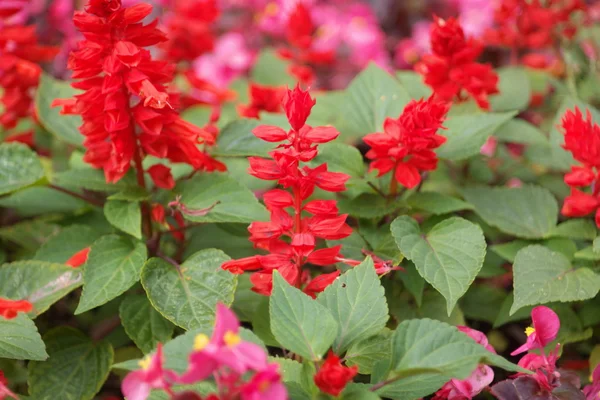 Red little flowers at day — Stock Photo, Image
