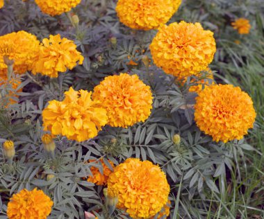 Bir gün sarı çiçek