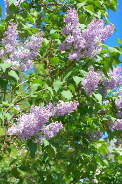 Bahar gününde leylak rengi