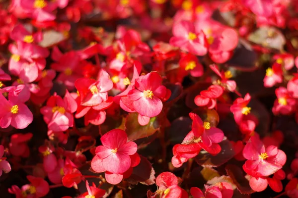 Rode kleine bloemen ten dage — Stockfoto