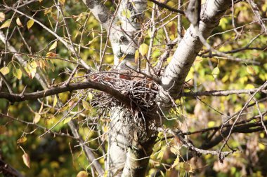 Ağaçtaki kıvrımlı yuva
