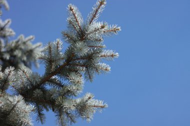 Gündüz köknar ağacı