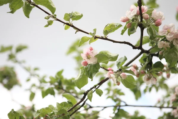 Квітка Яблука навесні — стокове фото