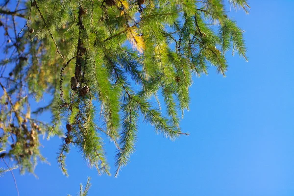 Fir tree at day — Stock Photo, Image