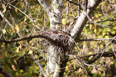 Ağaçtaki kıvrımlı yuva