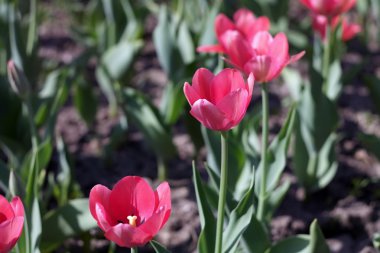 Baharda Kırmızı Lale