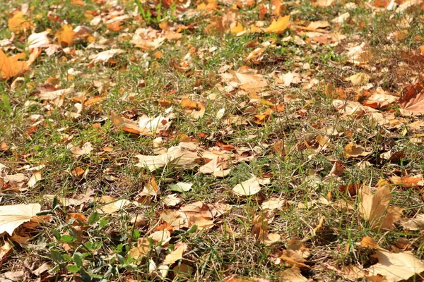 Gele esdoorn tapijt in de herfst — Stockfoto