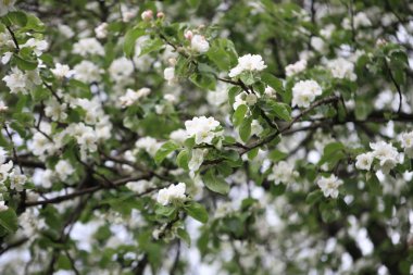 Baharda Elma Çiçeği