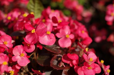 gün kırmızı küçük çiçekler