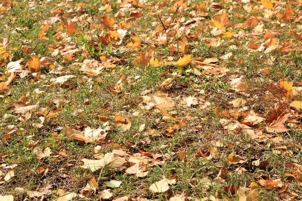 Gele esdoorn tapijt in de herfst — Stockfoto