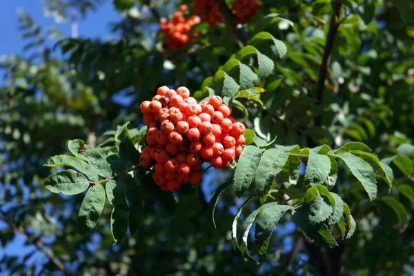 Ashberry op droge zonnige dag — Stockfoto