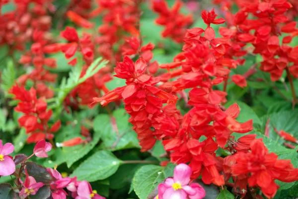 Red little flowers at day — Stock Photo, Image