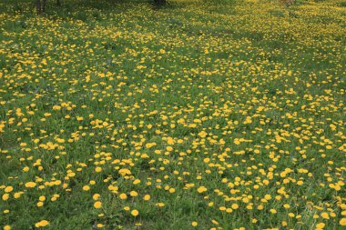 Bahar günü karahindiba